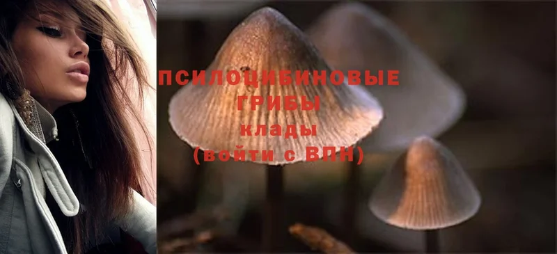 Псилоцибиновые грибы Magic Shrooms  Десногорск 